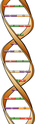 dna