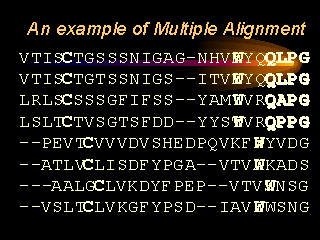 An example of Multiple Alignment
